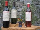 vini liguri